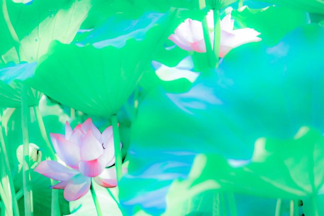 清心寡欲意思是什么