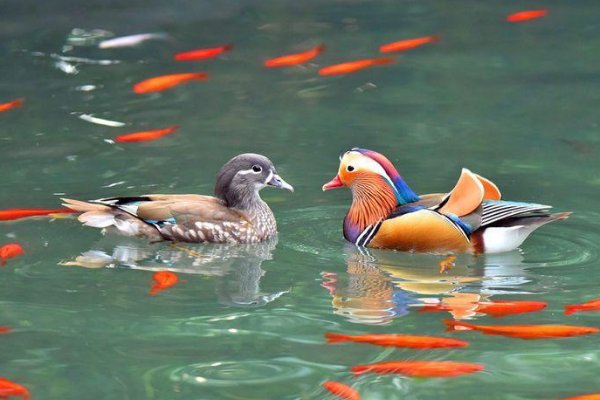 鸳鸯戏水什么意思