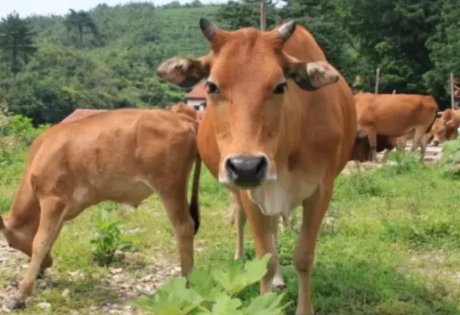 南丹黄牛与隆林黄牛、涠洲黄牛俗称广西“三大黄牛”，它们该如何区分？