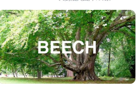 beech是什么意思