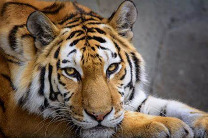 李广射虎文言文原文及翻译