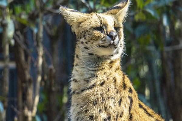 山狸是什么样子的？