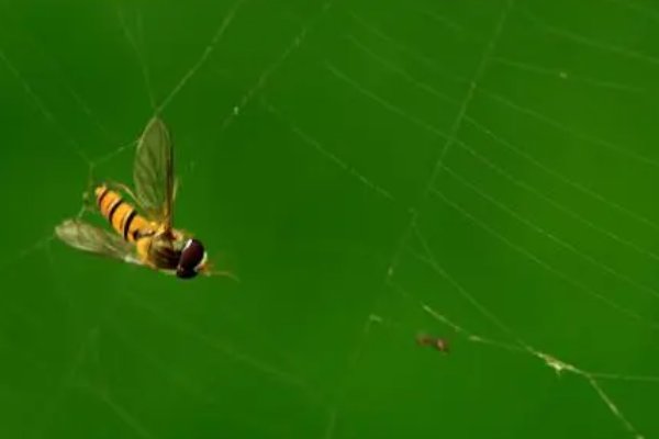 自投罗网指的是什么