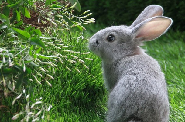 霜露之疾比喻什么动物生肖