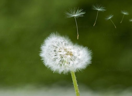 哪些植物是靠什么途径传播种子