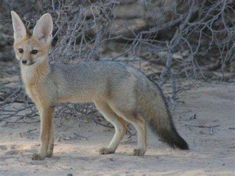 狈是什么动物？