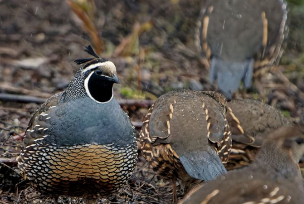 鹁鸪的正确读音
