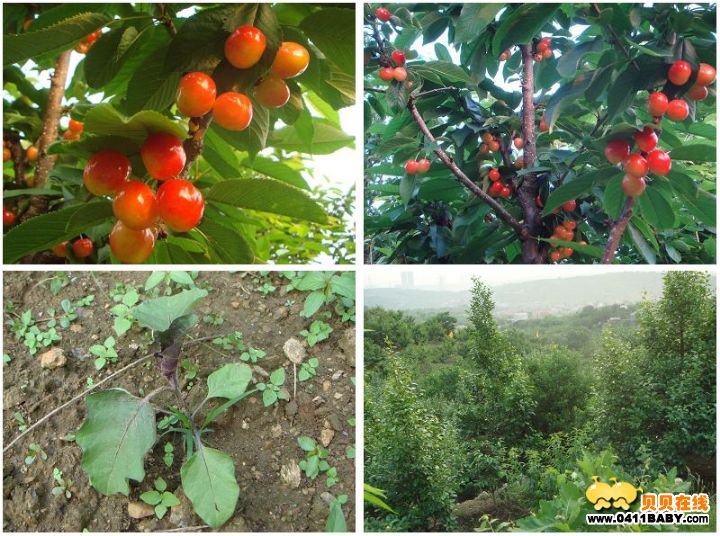 樱桃树巷的介绍