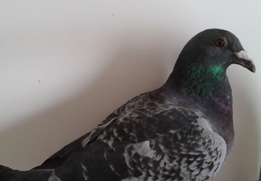 金甫公棚赛鸽中心秋棚2022年规程