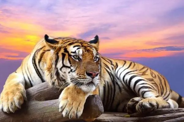 晚年最惨的四个属相女