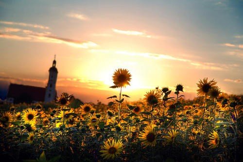 阳光像什么比喻句？