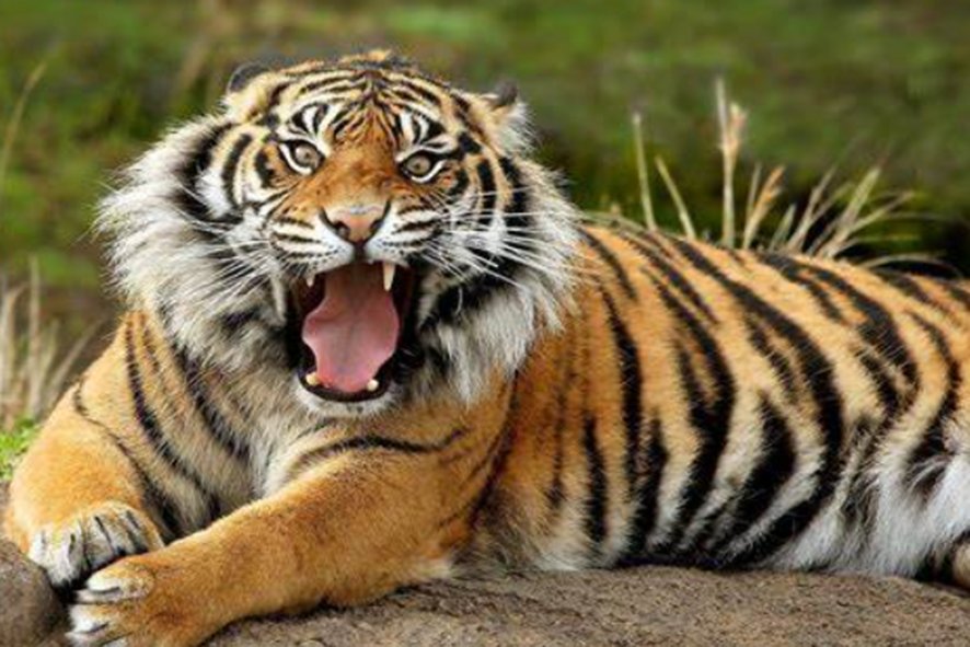 李广射虎文言文原文及翻译