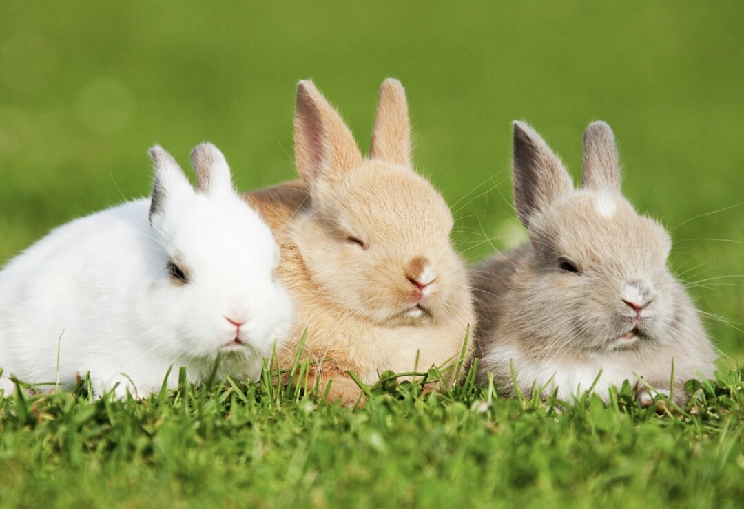 独木成林猜一生肖