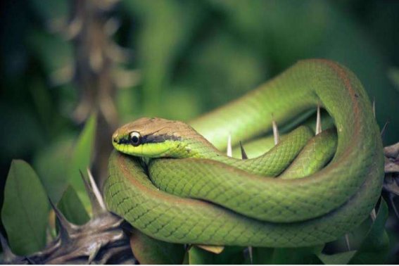 贪婪成性是什么生肖？