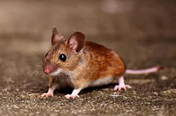 晚年最惨的四个属相女