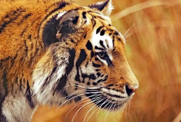 羊入虎口打一生肖最佳答案