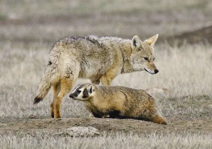 狈是什么动物？