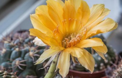 仙人球开花是什么兆头