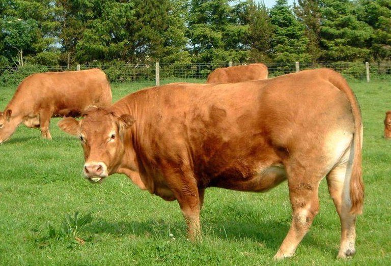 “两头牛”是什么字？