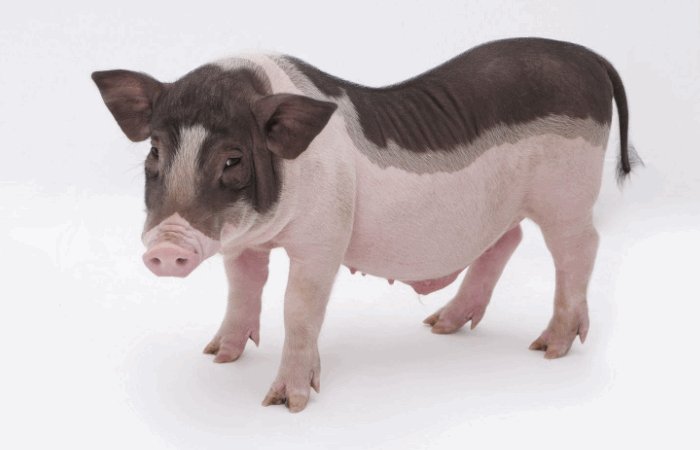 2024年生肖排位表