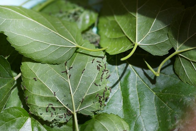 春蚕到死丝方尽下一句是什么？