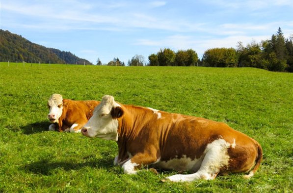晚年最惨的四个属相女