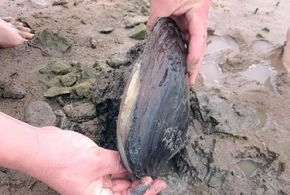 钓蚌是什么意思