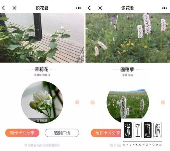 识花君小程序入口在哪里？微信小程序识花君怎么用？