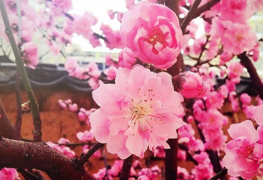 阴桃花有什么含义？