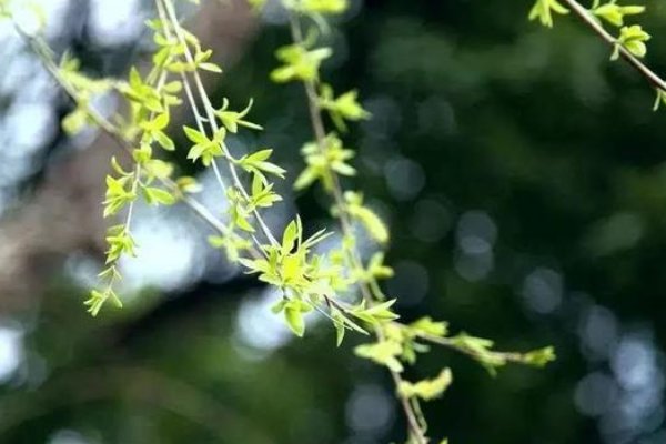 春风不解禁杨花下一句