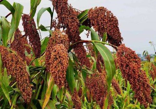 秋天到了，高粱熟了。