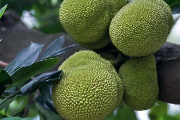 菠萝菠萝蜜和菠萝蜜的区别