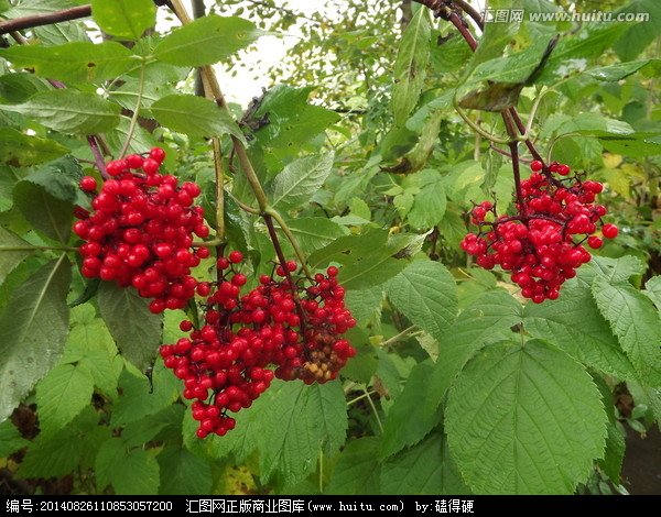 红果榆的生长习性