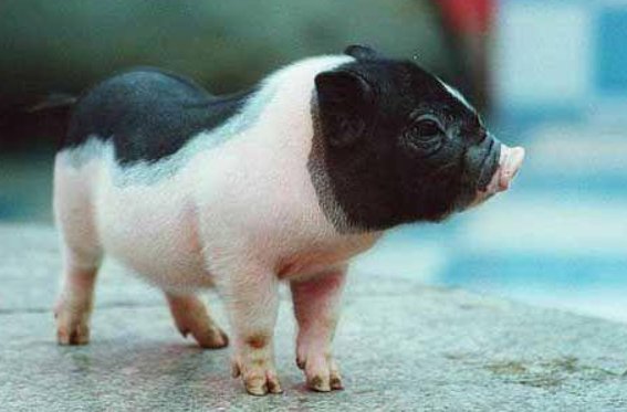 关于猪的网名有哪些？