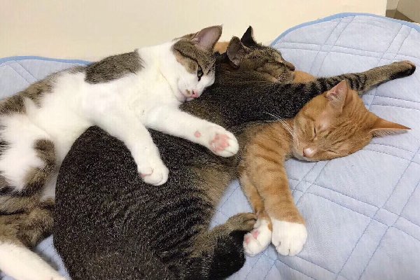 死猫为什么不能碰