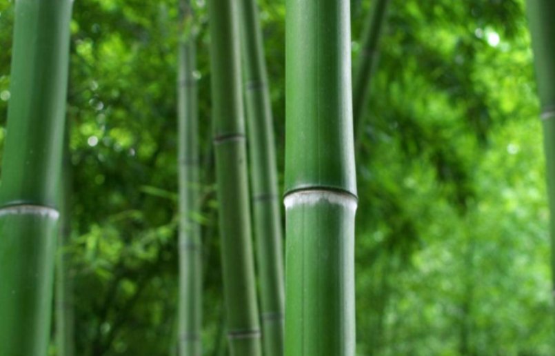 野竹是什么竹子，有哪些象征？