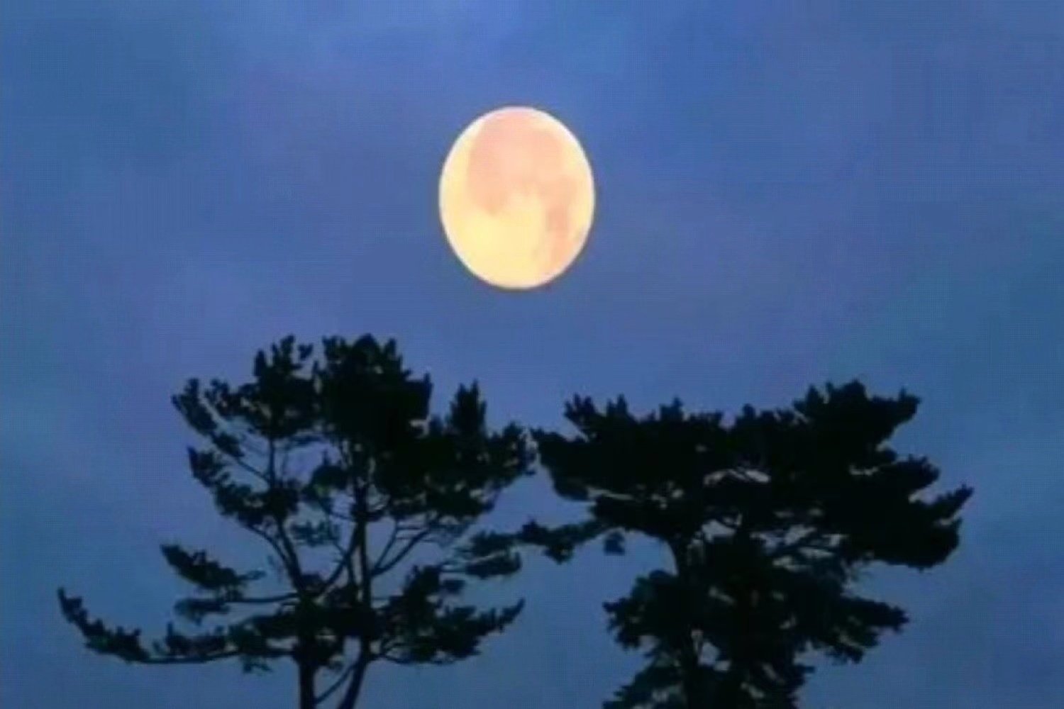 十五的月亮十五圆是哪年