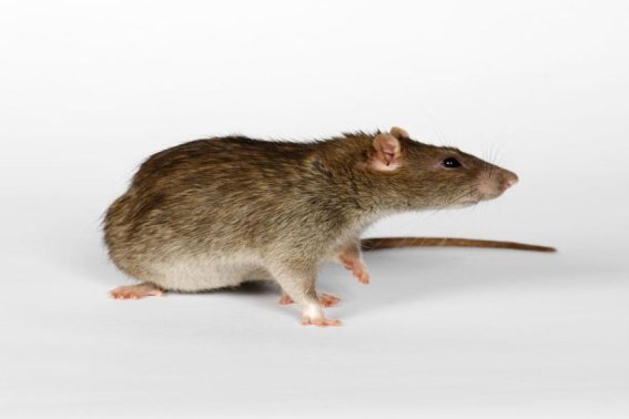 愤发有为打一生肖动物