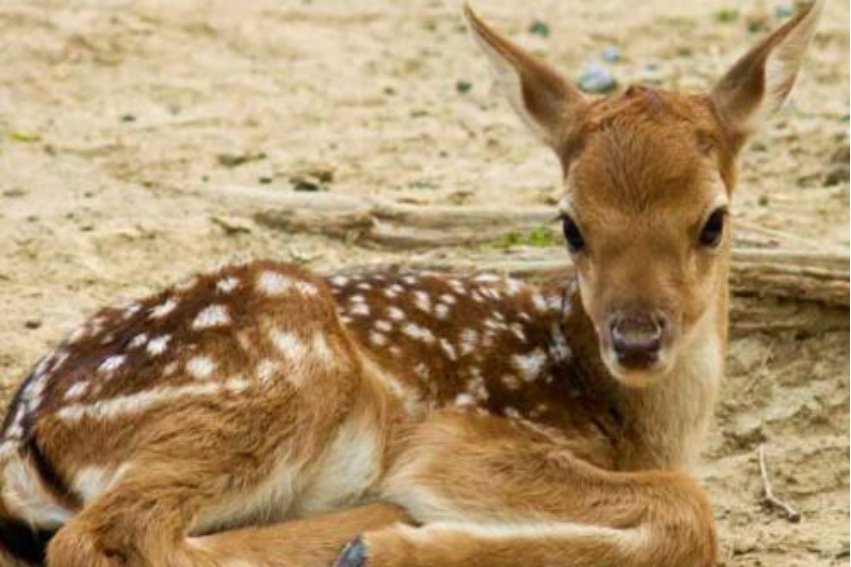 蕉鹿之梦的意思是什么