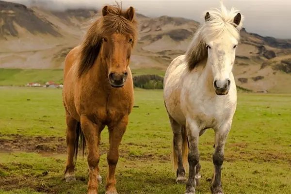 生擒活捉指一生肖