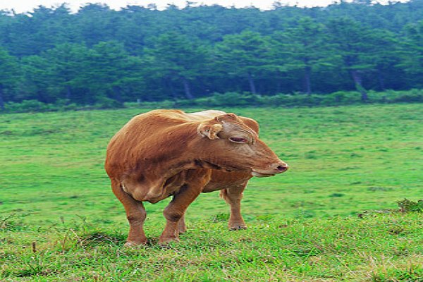 勤俭持家打一个生肖