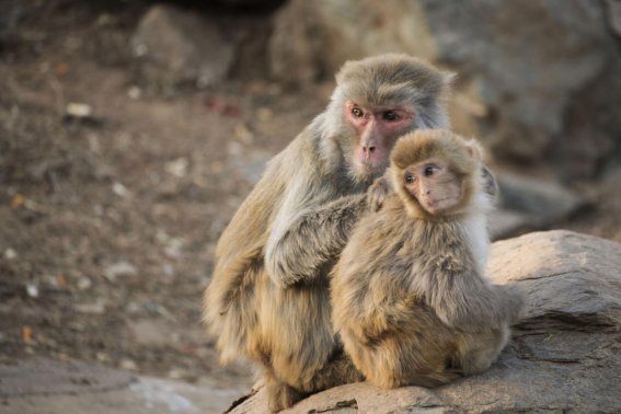 摇首顿足指什么生肖