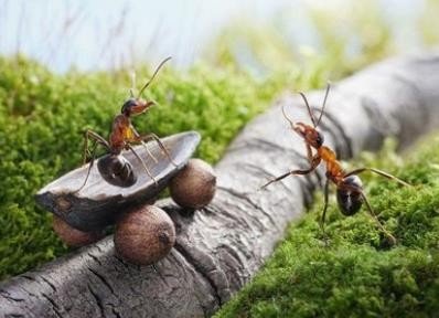 蚂蚁是怎样搬家的？