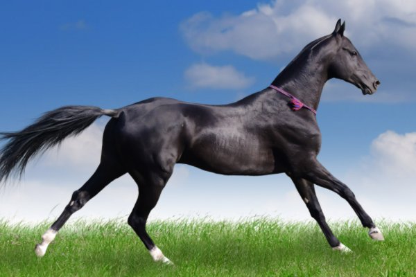 巧夺天工的意思打一生肖