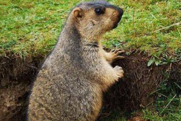 巧夺天工的意思打一生肖