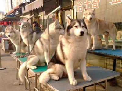 北京有几个狗市？