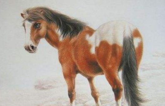 南方是指什么生肖