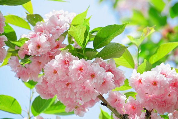 形容春天开花的诗词