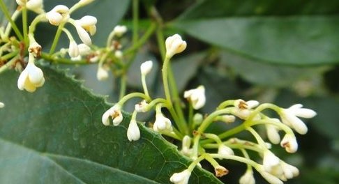 怎么区分月桂、四季桂和八月桂？