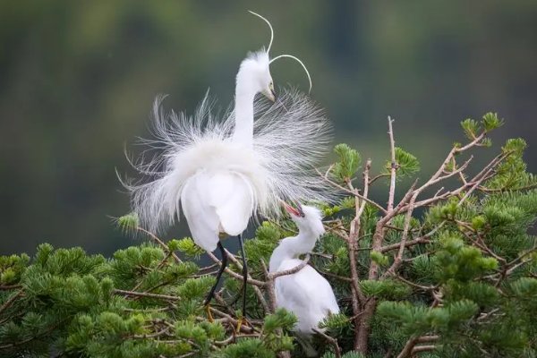 雪影是什么意思